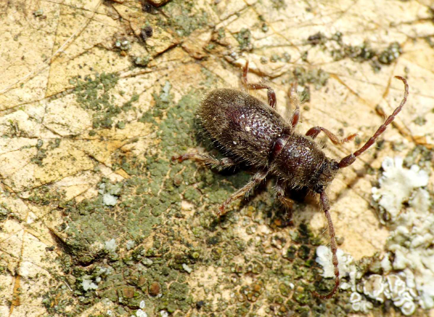 Dormitori di Parmena pubescens